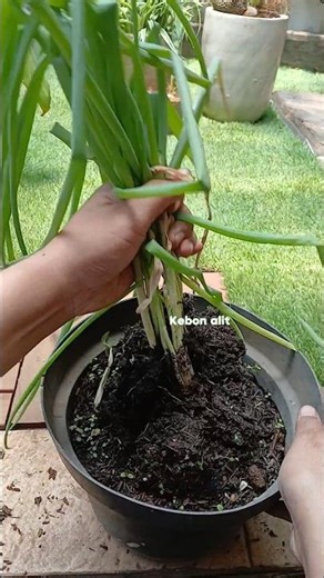 Never Buy Green Onions Again! Regenerate Them on Repeat #shortviral #fyp