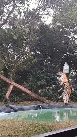 Brave Tiger's handler🤯