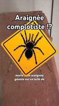 🕷️mon araignées me surveillent!(Heteropoda boei)#araignee #insecte #nac #nacfamily #rock_n_insectes