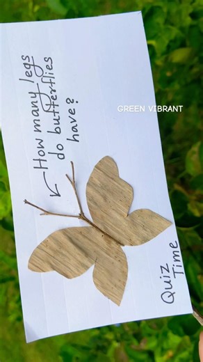 How many legs do butterflies have?