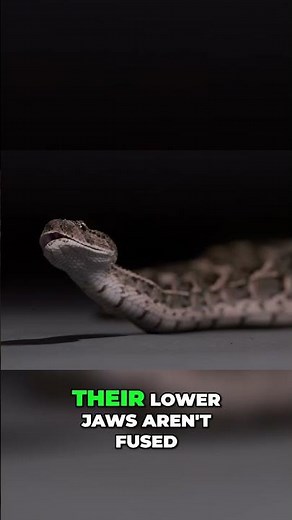 Snakes Unhinging Jaws & Smelling with Tongues: Amazing Facts! #shorts