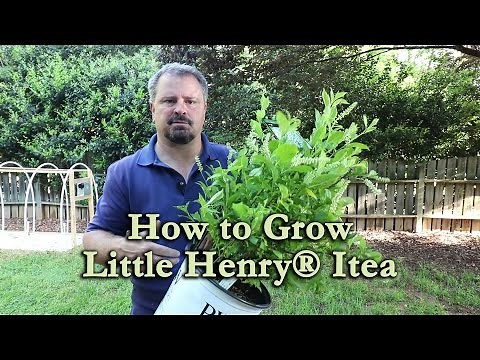 How to grow Little Henry® Itea (Dwarf Sweetspire) with a detailed description