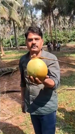 Tender Coconut Contact for more details +917973693549