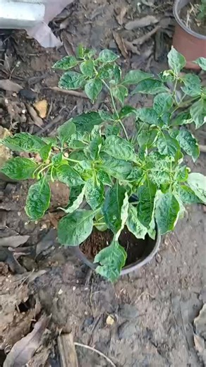 Learning Through Challenges in Chocolate Habanero Gardening