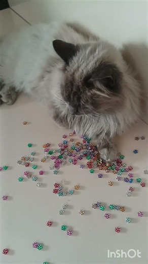 Cute cat ASMR 😺🎧 💙#catasmr #asmr #shorts #catsounds