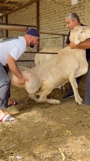 Obesity In Fat-Tailed Sheep #goodtoknow #vet #medicine #educational #funfacts #lifehacks #survival