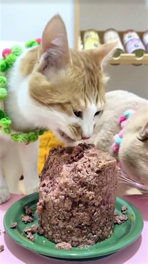 #cateating #cat #cat #cateating