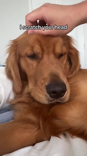 Tattooed Golden Retriever Getting Head Scratches