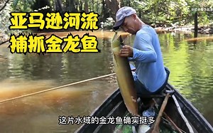 原著民在亚马逊河流里用鱼叉捕抓价格不菲的金龙鱼，用来当做食物