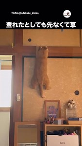 12K views · 1.9K reactions | 崖っぷちの猫 via TikTok：odekake_kiziko...