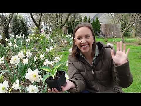 Dividing Older Hostas and Planting New Bare Root Hostas // How to Plant, Grow, and Divide Hostas