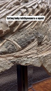 665K views · 14K reactions | Did you know this giant ichthyosaur has...