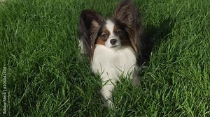 Beautiful dog Papillon lies on green lawn and looks around stock footage video