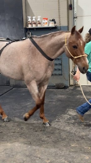 A typical session for our performance horses in the Cold Creek Equine spa is 20 minutes. | Downunder Horsemanship