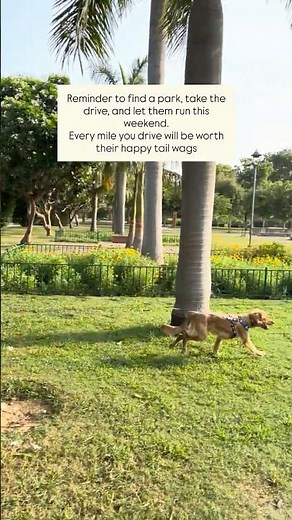 Golden retriever enjoying park time. This is what they need.
