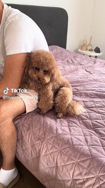 Toy Poodle Dog Reactions to Cute Sounds