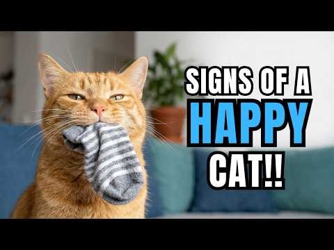 20 Behaviors That Show Your Cat Is Living a Happy Life