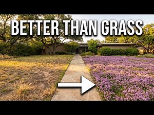 Forget Lawn Grass - Plant These 7 Ground Covers Instead