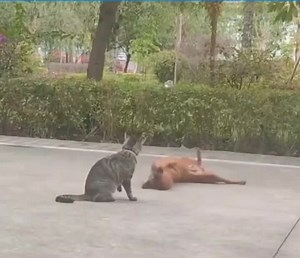 Playful Moments with a Cat and Dog in the Park