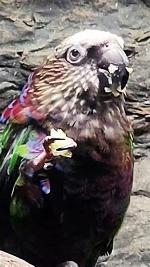 Red-fan Parrot | Parrot Eating Fruits