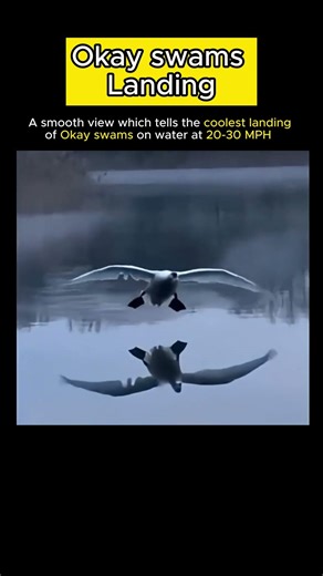 🚀 The Coolest Swan Landing Ever 🌌