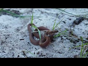 Juvenile Brown House Snake (Boaedon capensis) flicking its tongue in slow motion