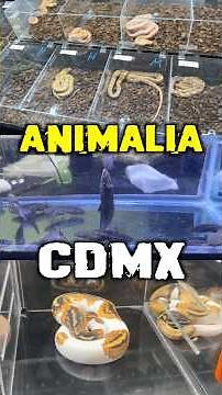 Animalia, la convención de animales exóticos más grande del país #mexico #reptiles #animalia #expo