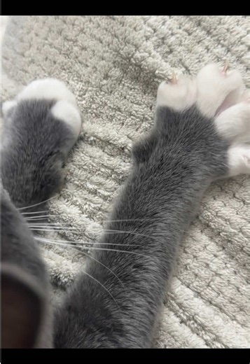 Cat ASMR Sounds for Relaxation