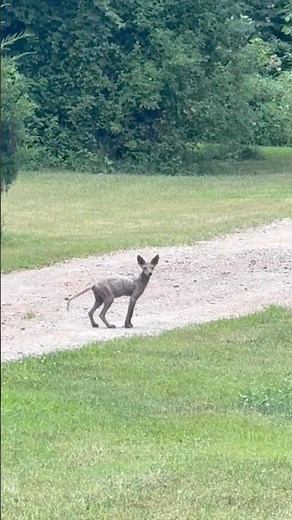 Pitbulls VS coyotes #pitbull #coyote #dog