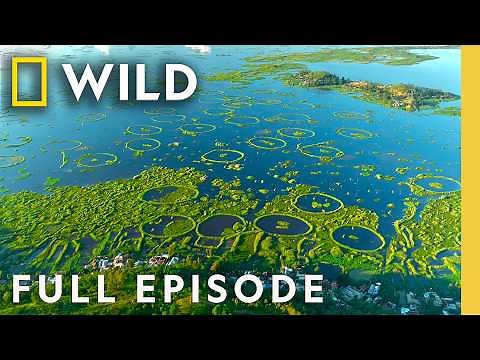 The Natural Wonder of India (Full Episode) | India from Above | Nat Geo Animals