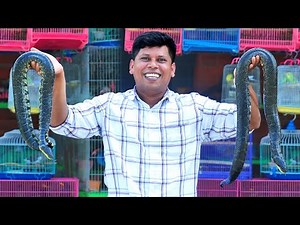 നല്ല വറുത്തരച്ച പാമ്പ് കറി | Snake Curry Recipe | Vietnam Village Food