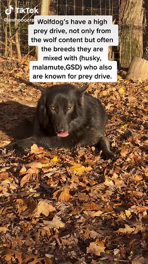 Wolf Eating Rabbit on Sunday Brunch