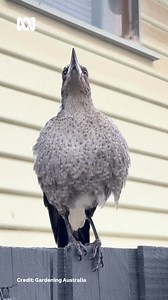 4K views · 91 reactions |  Sound on! Have you ever heard a magpie chick warbling?  While the team @gardeningaustralia were filming recently, this cutie joined in. 殺  Don't forget to watch the show! You'll see beautiful new gardens and who knows what creatures you'll meet along the way.  Watch on Fridays at 7:30pm on ABCTV or ABC iview. #ABCMyGarden #GardeningAustralia #Magpie #Organic #OrganicGardenerMag | ABC Organic Gardener | Facebook