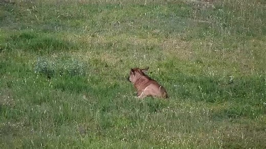 5.2K views · 27 reactions | A wildebeest calf faces a life-changing moment after realizing it’s been left behind during the great migration. Witness the courage and instincts of survival in the wild. #WildebeestCalf #GreatMigration #WildlifeStories | Ellen Roman | Facebook