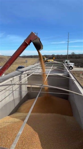 Broken hopper bottom. Unloading in the highway. #trucking #hoppers #wheat
