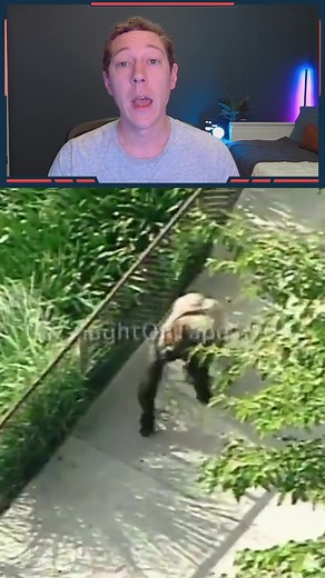 3.2M views · 10K reactions | Gorilla breaks free from zoo to find one woman. #fyp | TheFeedski | Facebook