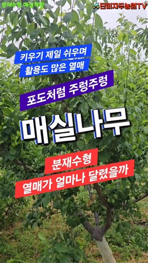 텃밭 매실나무 - 올해 작황 결실률 높이는 하계전지로 매실나무키우기 #매실나무 #매실 #매실청 #매실장아찌 #매화나무전지 #매실하계전지 #시골살이