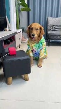 This dog is definitely a bit obsessive-compulsive. 😂