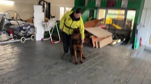 7.3K views · 72 reactions | Two Male Chinese Red dog Progeny! Handler defence role play! No redirection at each other pure focus is in the criminal | DDR GUARD DOGS | Facebook