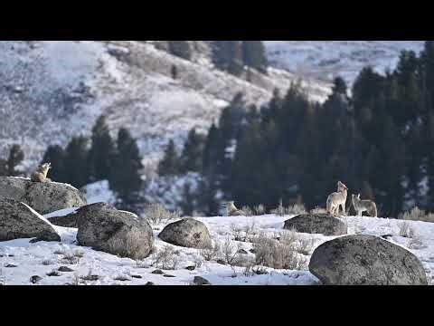 Yellowstone Coyote Sing Along