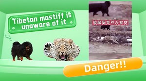 950K views · 3.2K reactions | The leopard on the side of the Tibetan mastiff, it is unaware that death is getting closer, it can escape or not, click on the video to see it ~ #Qinghai #Wildlife #TibetanMastiff #Leopard #青海 #野生动物 #藏獒 #豹 | Chaka Yak | Facebook