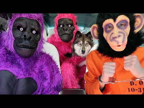 Kakoa's Favorite Stories with Funny Monkeys!