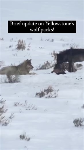 4.8K views · 115 reactions | A brief update about Yellowstone’s wolf...