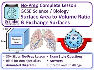 Surface Area to Volume Ratio and Exchange Surfaces - AQA GCSE Science & Biology
