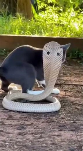 Les réflexes incroyable des chats 🐱 #chat #reflexe #serpent #combat #tendance