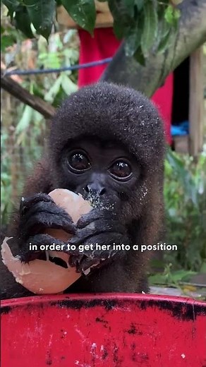 Baby Monkey Rescued From Pet Trade Gets A Wild Family | The Dodo
