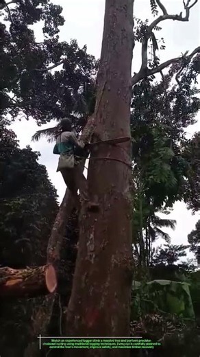 Extreme Tree Climbing & Precision Chainsaw Felling | Professional Logging Skills