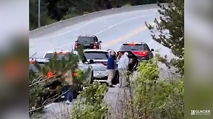 'Bears are not tourist attractions': Motorists' dangerous stunt sparks outrage in Whistler
