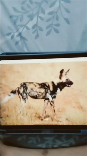 African Wild Dog Sound Effects