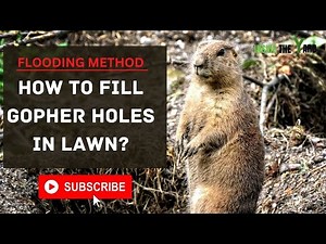 Does Flooding Gopher Holes Work?
